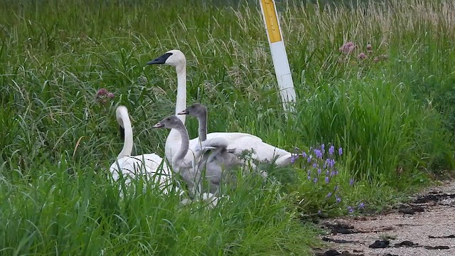 Trumpeter Swan - ML639187421