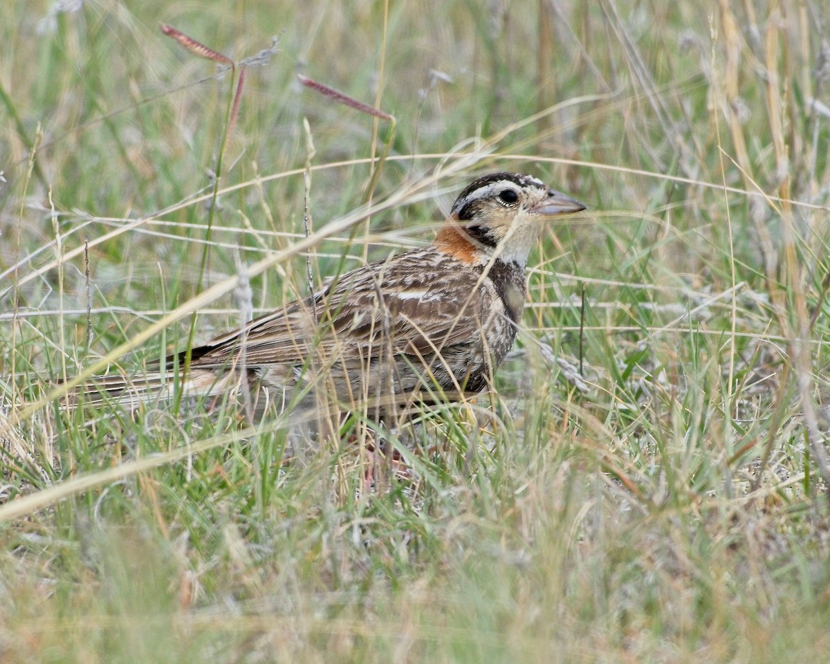 Chestnut-collared Longspur - ML639187474