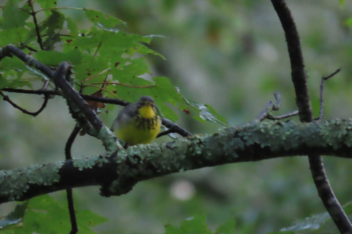 Canada Warbler - ML639187611