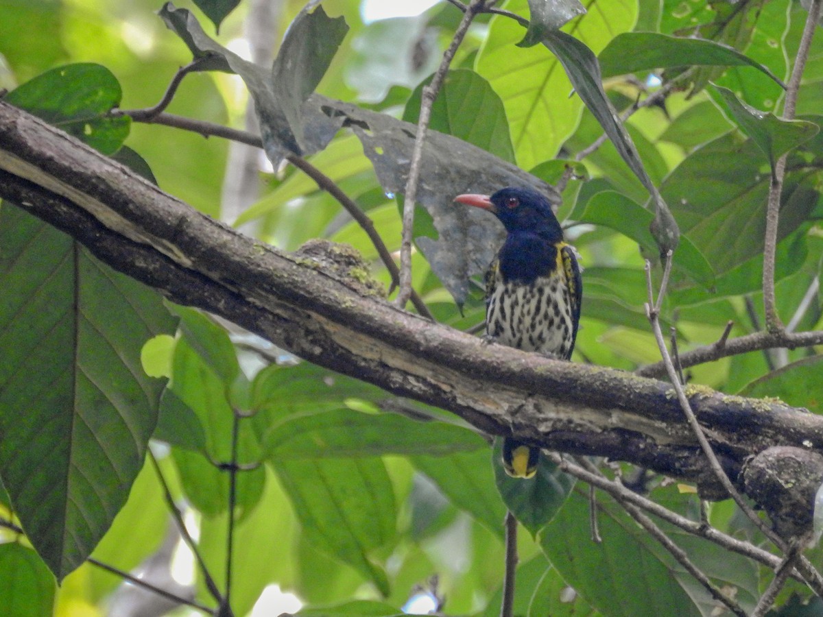 Dark-throated Oriole - ML639187637