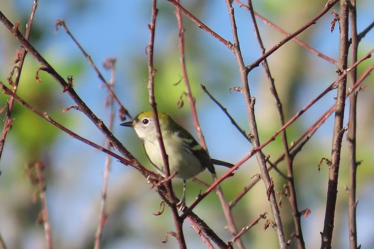 Chestnut-sided Warbler - ML639187690