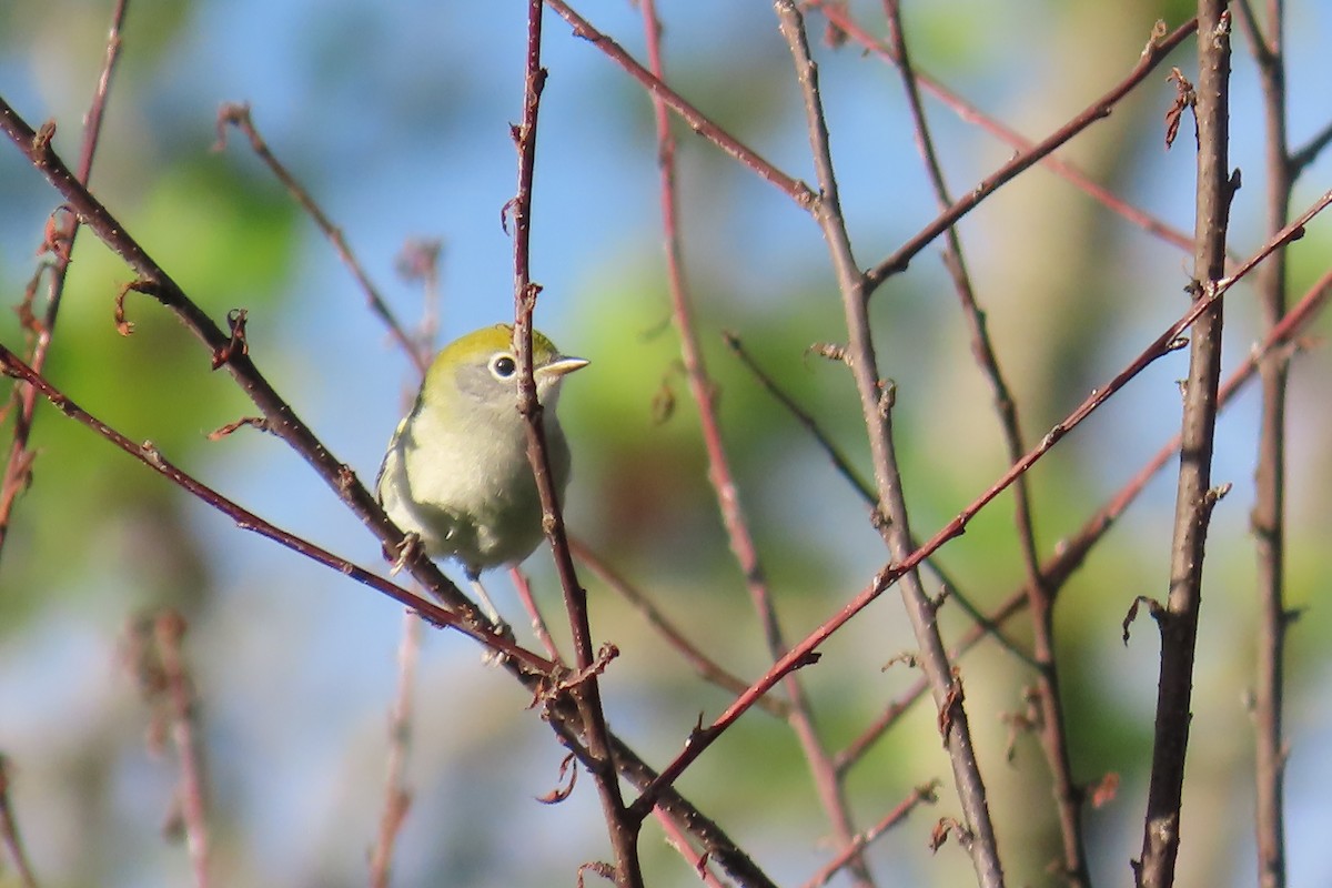 Chestnut-sided Warbler - ML639187691