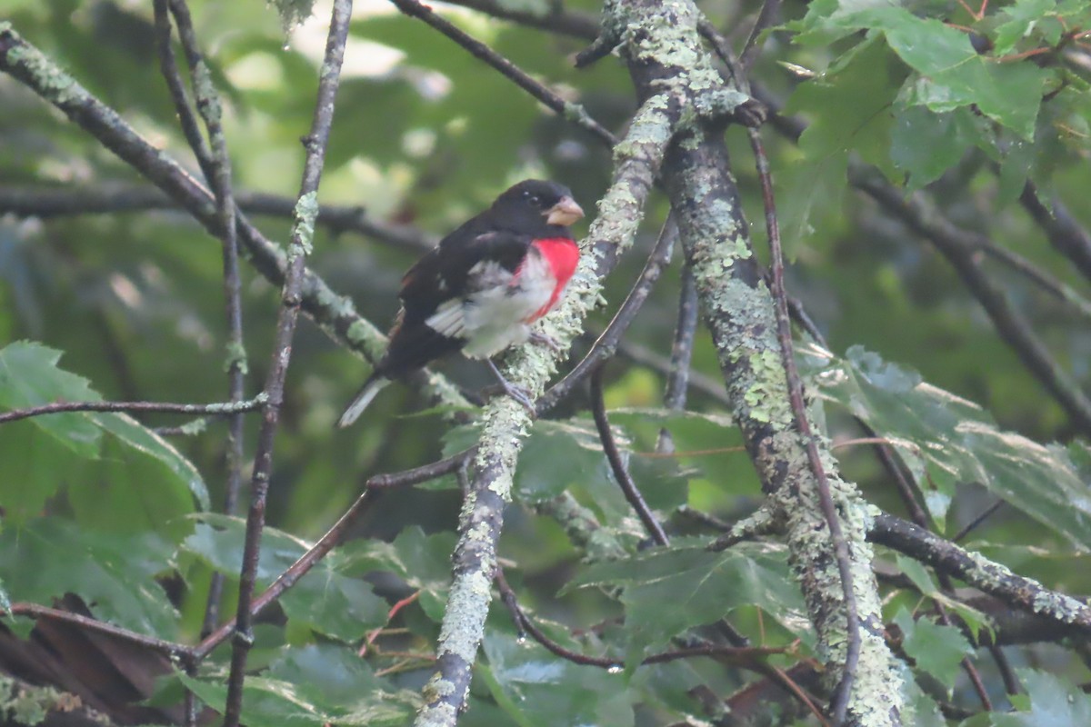 Rose-breasted Grosbeak - ML639187726