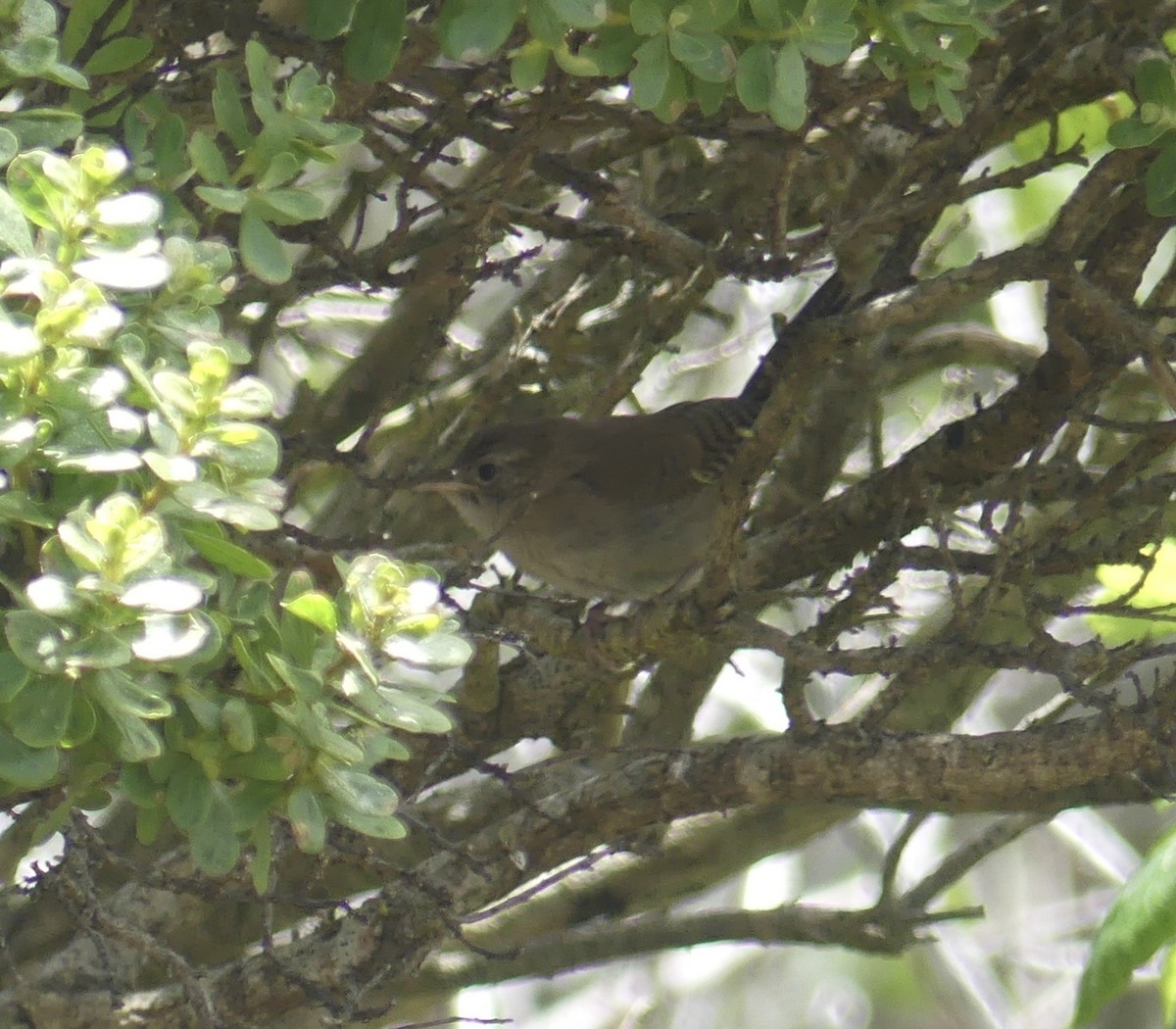 Northern House Wren - ML639187759