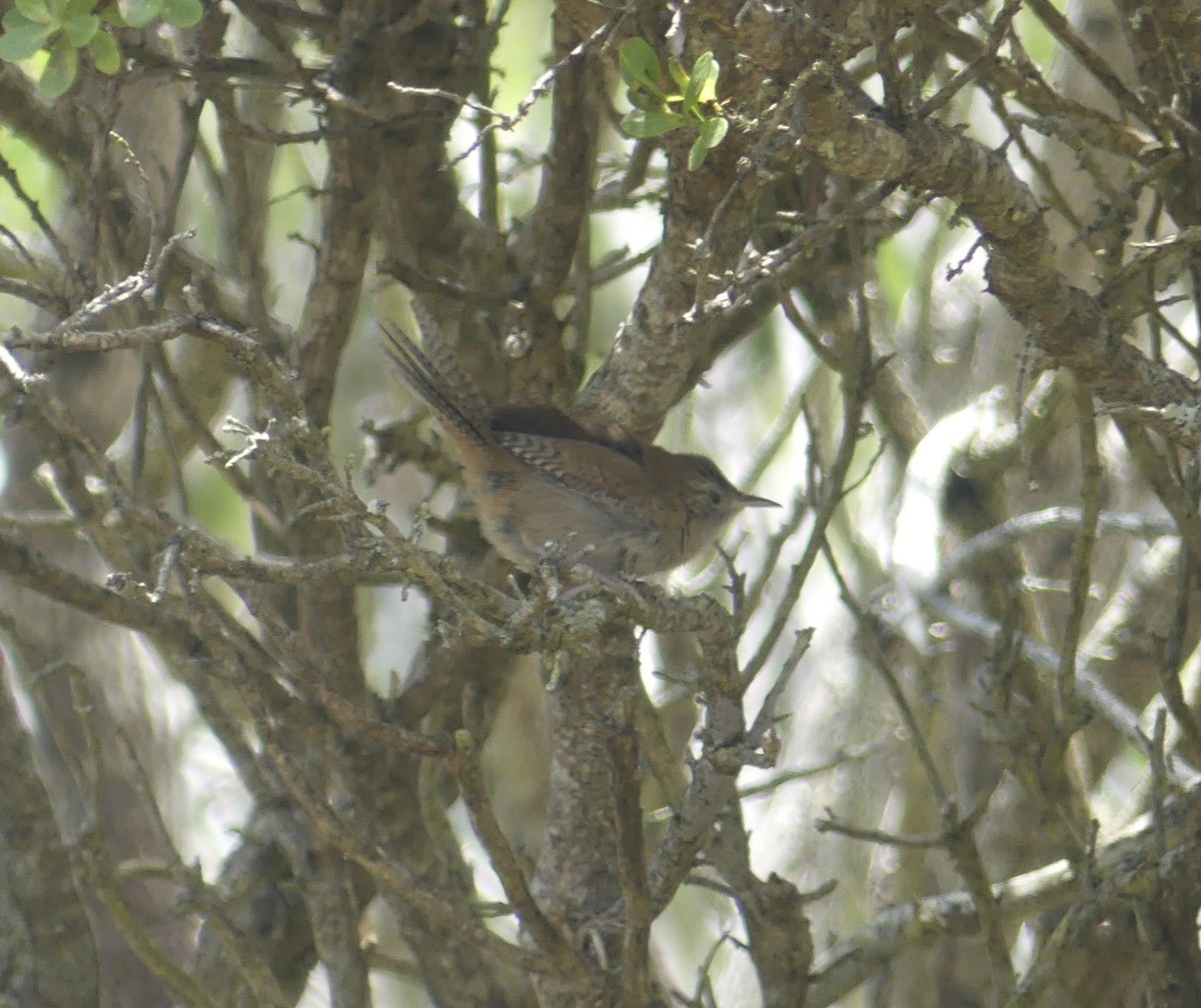 Northern House Wren - ML639187760