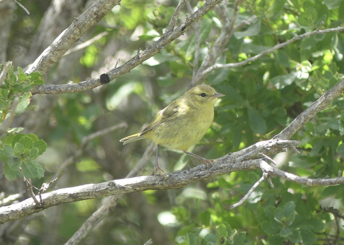Orange-crowned Warbler (lutescens) - ML639187770
