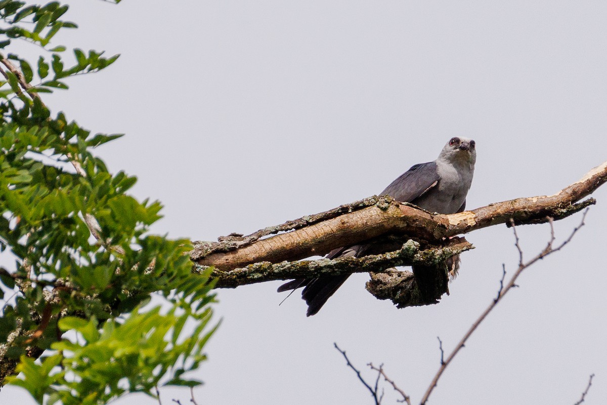 Mississippi Kite - ML639187788