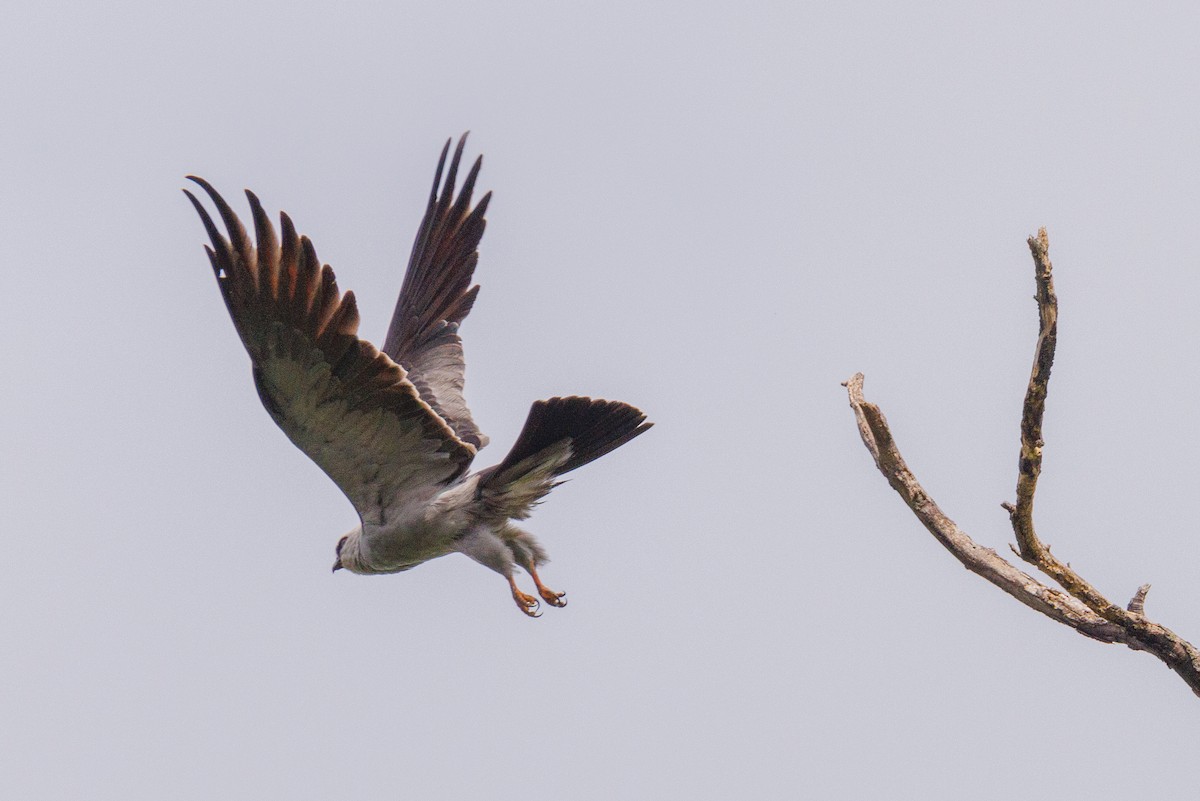 Mississippi Kite - ML639187789