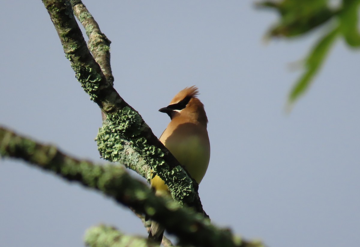 Cedar Waxwing - ML639187792
