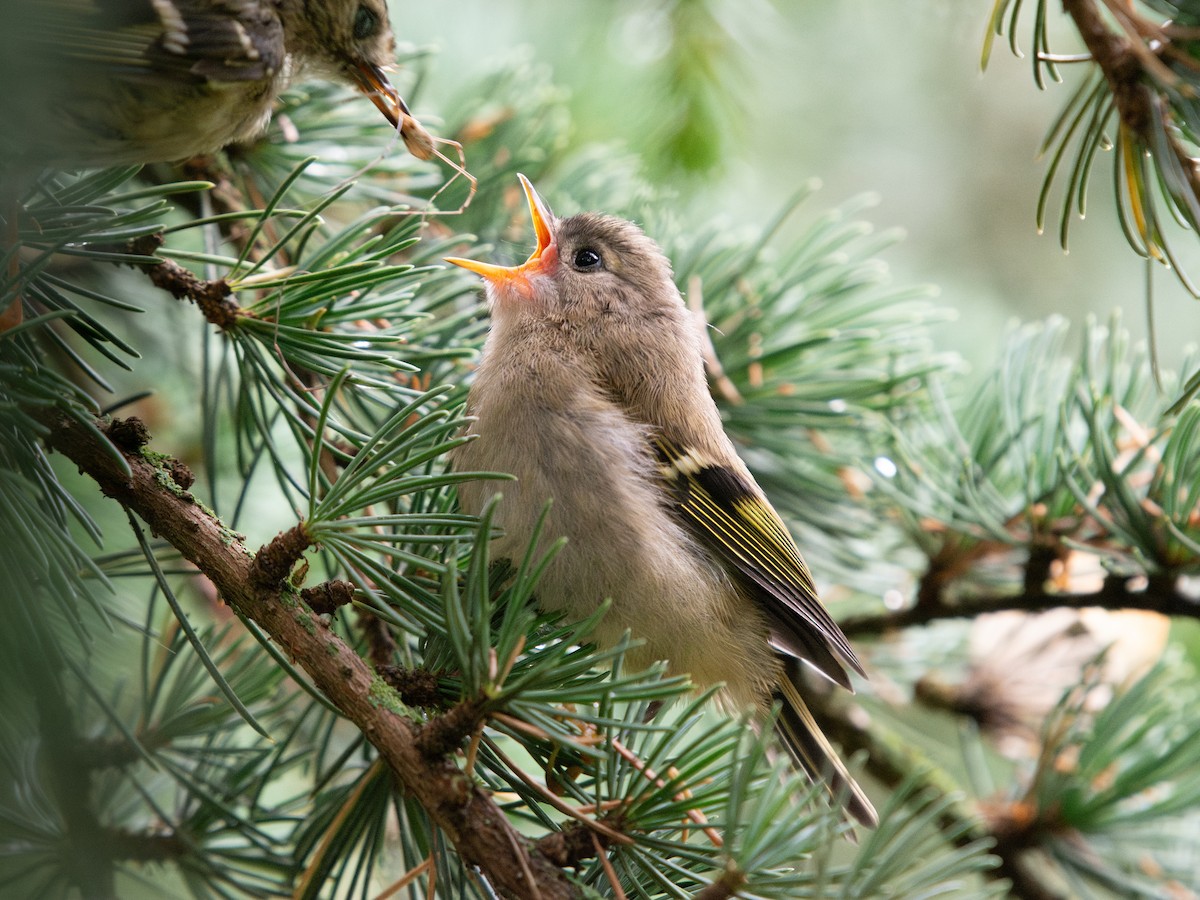 Goldcrest - ML639187797
