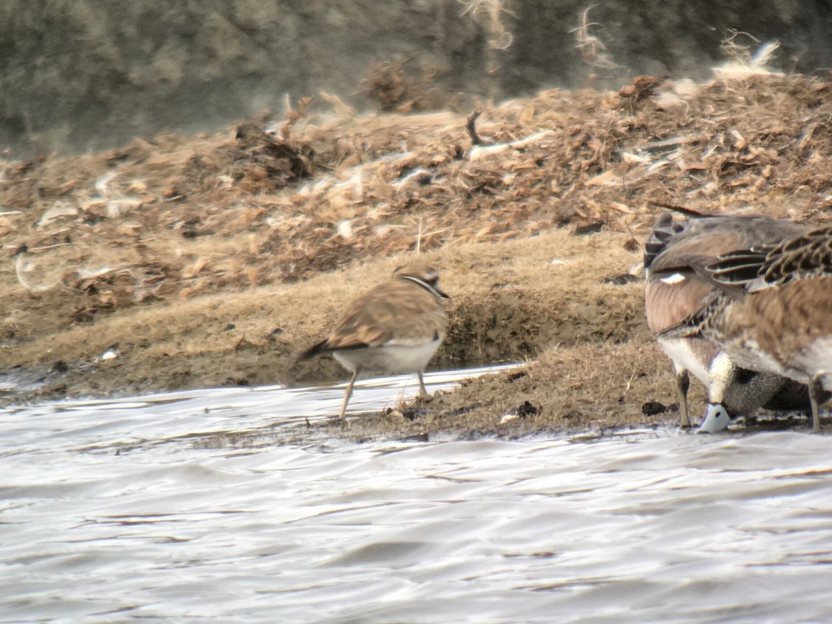 kulík rezavoocasý - ML639187840