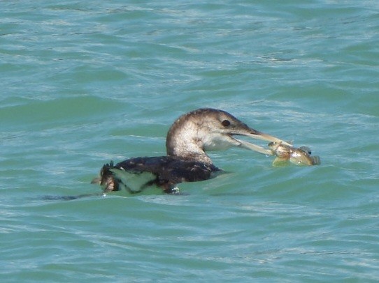Yellow-billed Loon - ML639187863