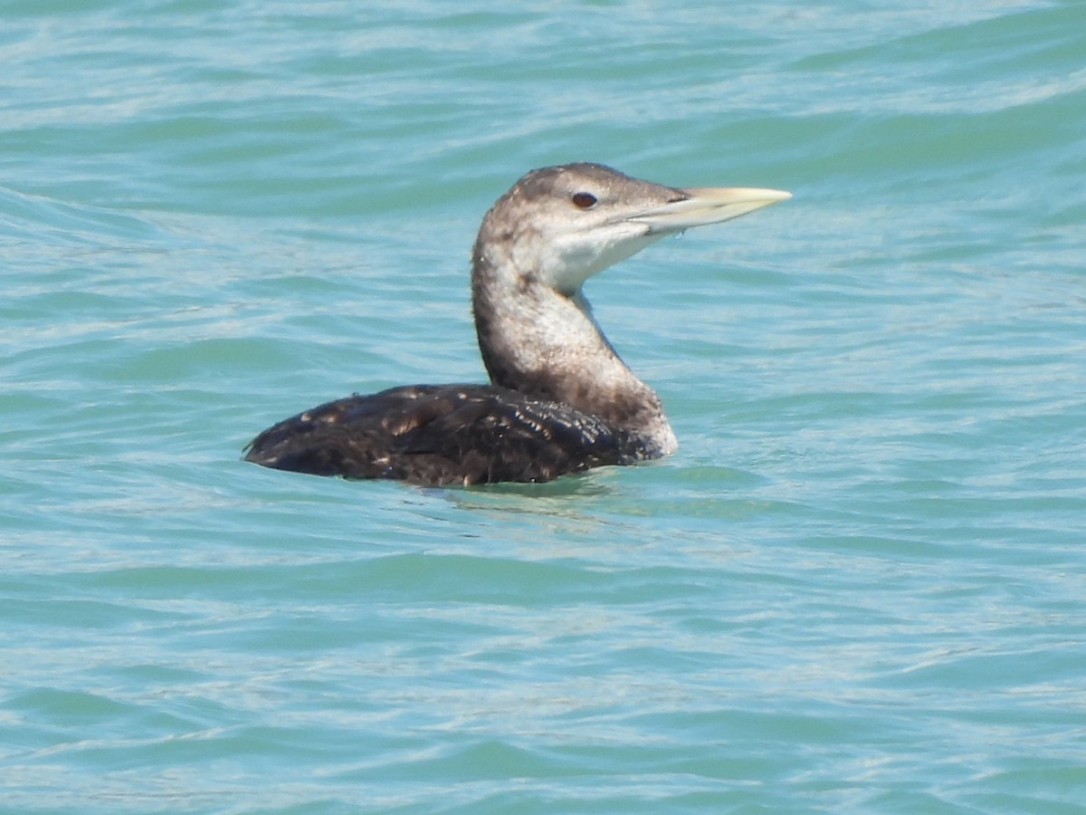 Yellow-billed Loon - ML639187864
