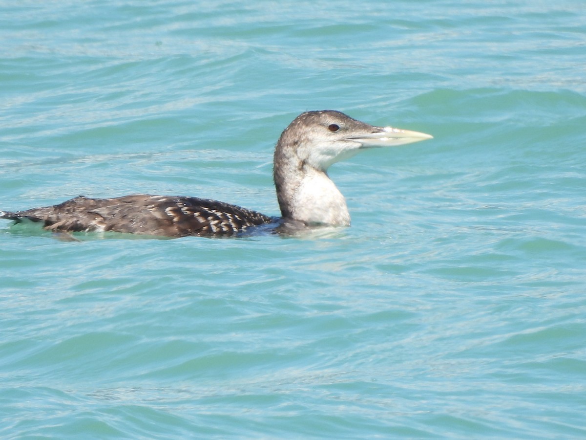 Yellow-billed Loon - ML639187865