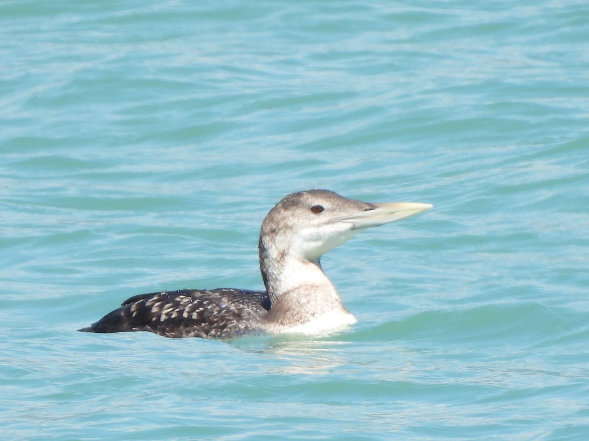 Yellow-billed Loon - ML639187867