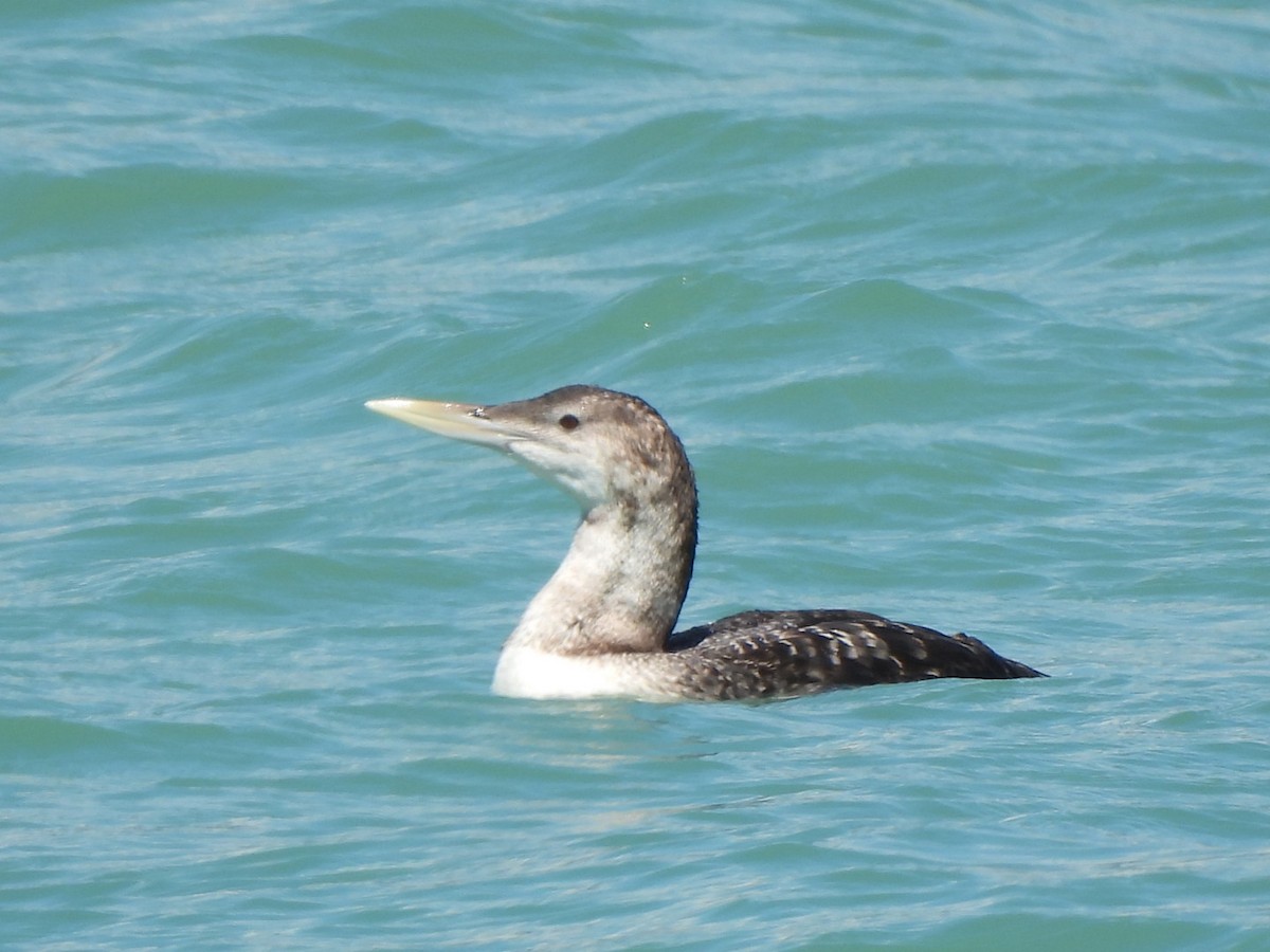 Yellow-billed Loon - ML639187868