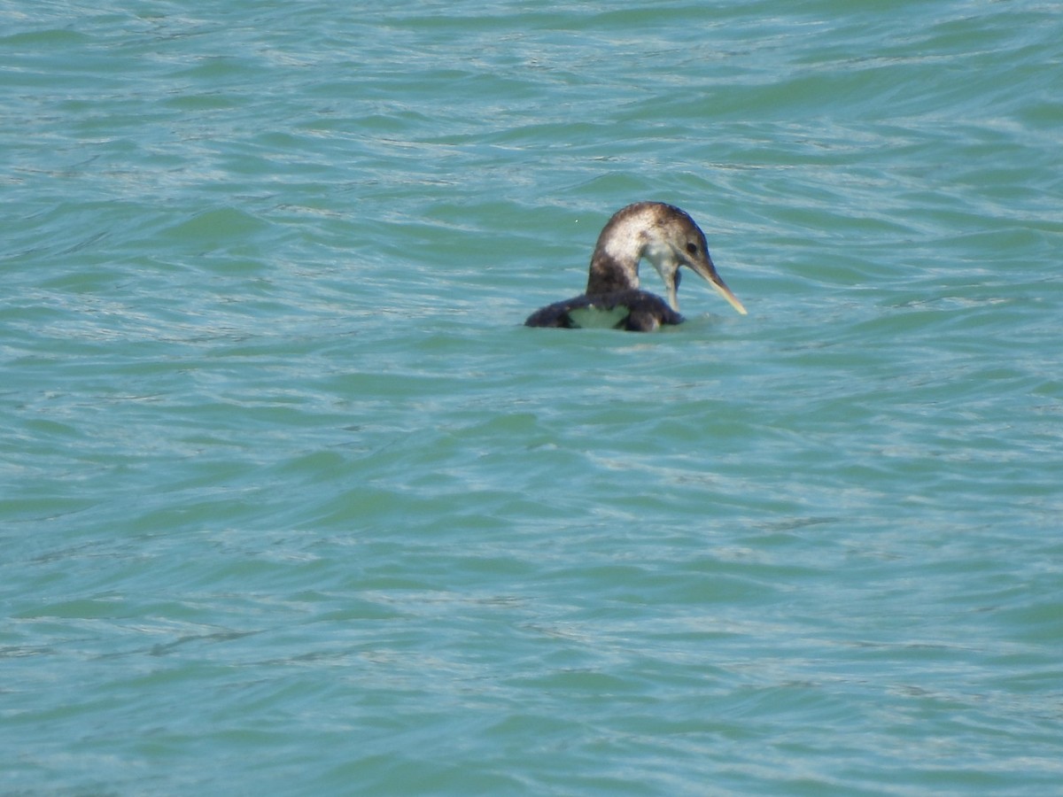 Yellow-billed Loon - ML639187869