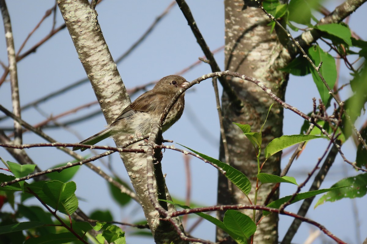 Dark-eyed Junco - ML639187911