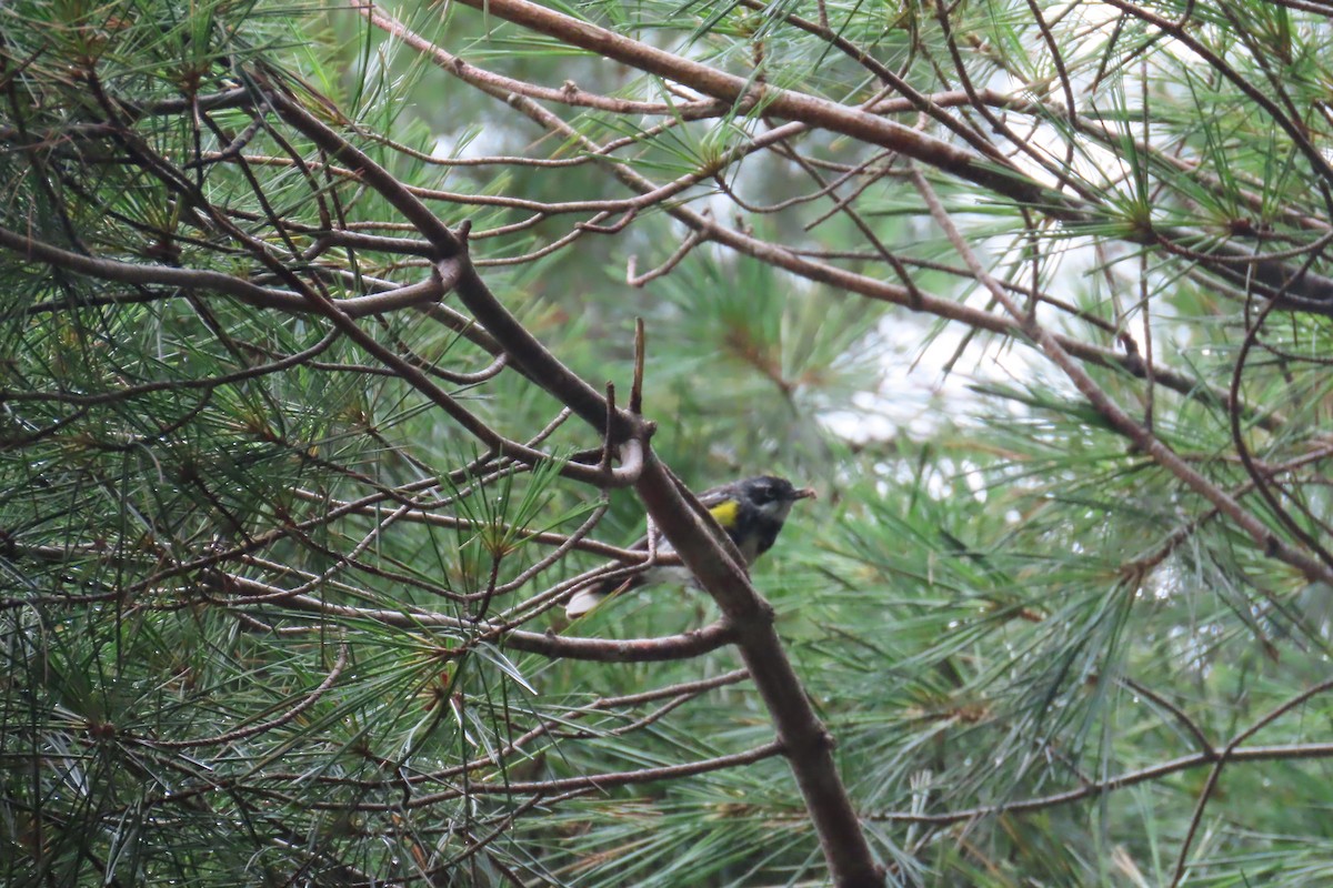 Yellow-rumped Warbler - ML639187987