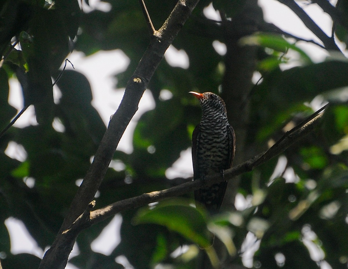 Violet Cuckoo - ML639188041