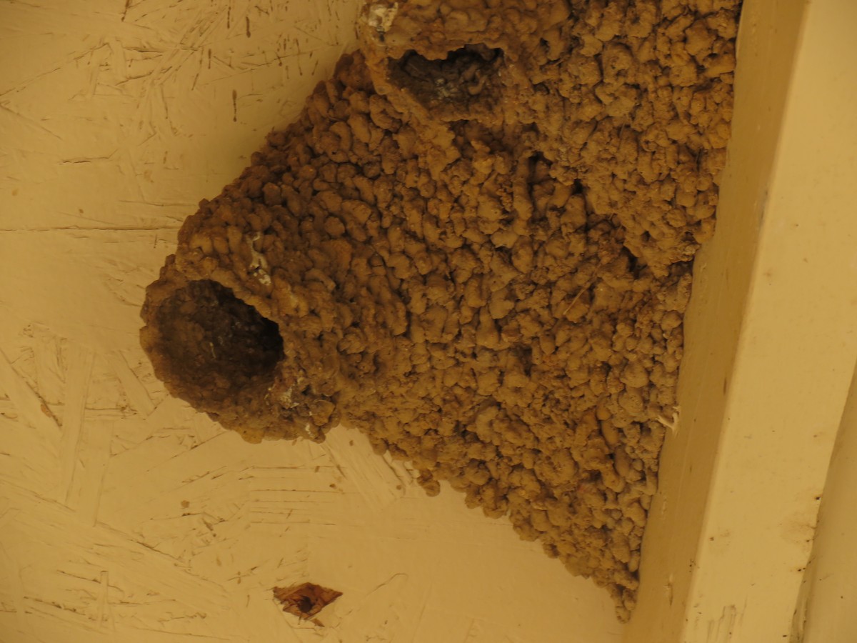 Cave Swallow - ML639188071