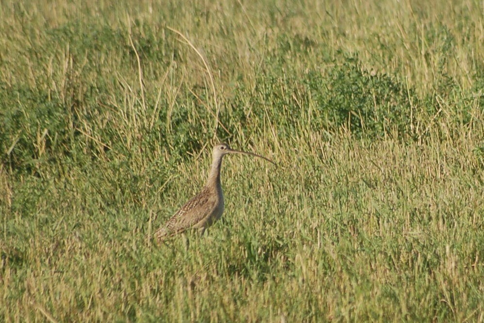 koliha americká - ML639188164