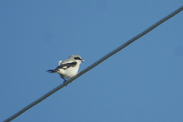 ťuhýk americký - ML639188175