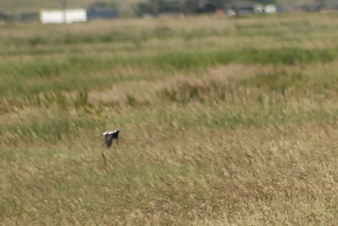 bobolink americký - ML639188298