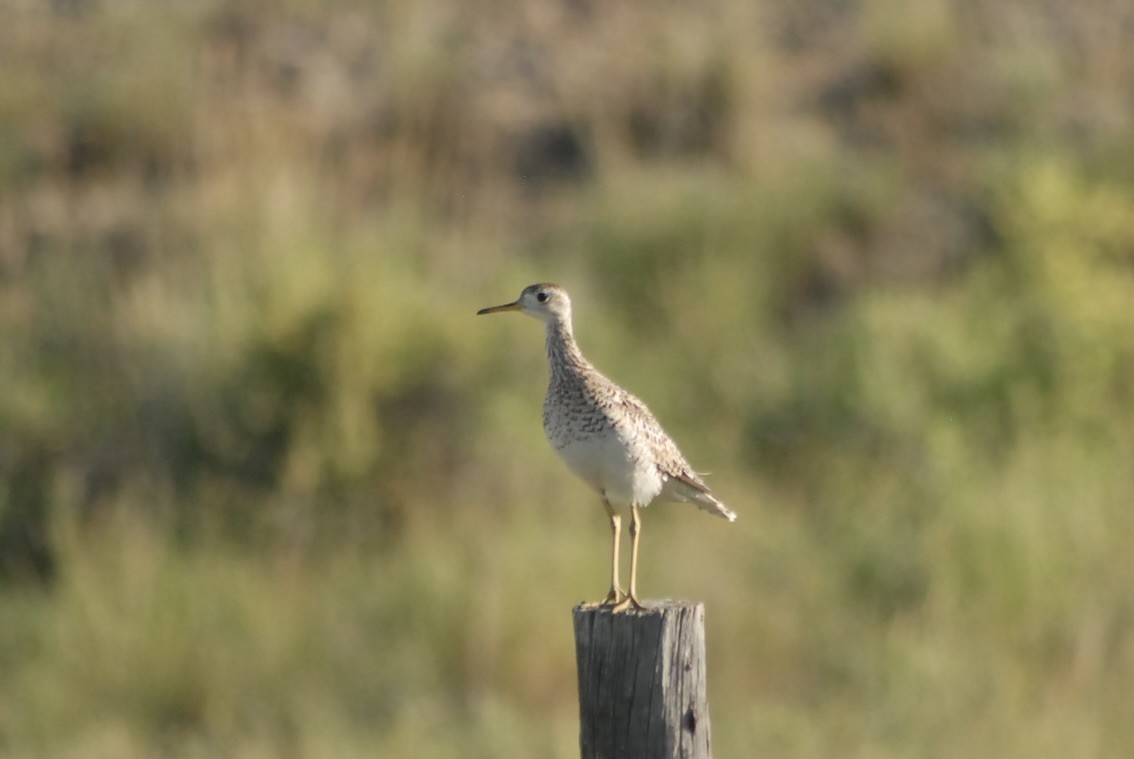 bartramie dlouhoocasá - ML639188390