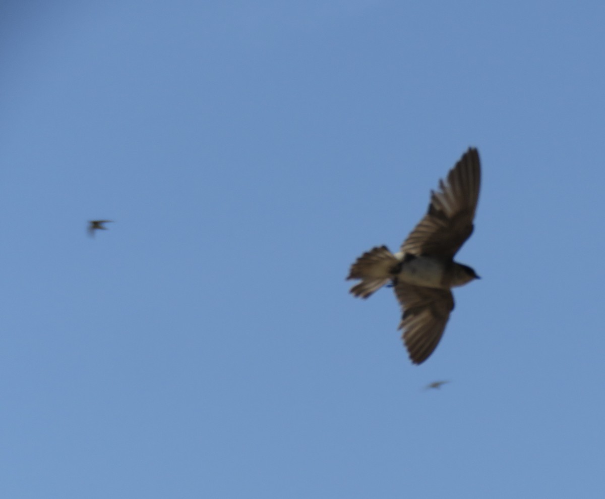 Cave Swallow - ML639188425