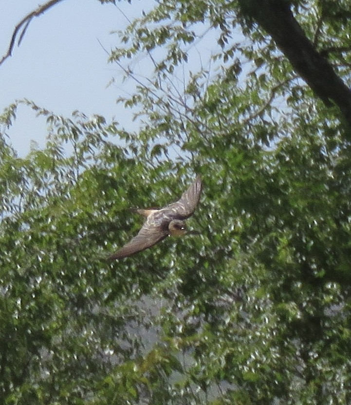 Cave Swallow - ML639188426