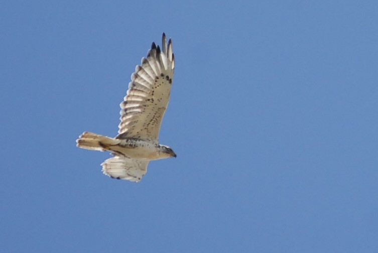 káně královská - ML639188569