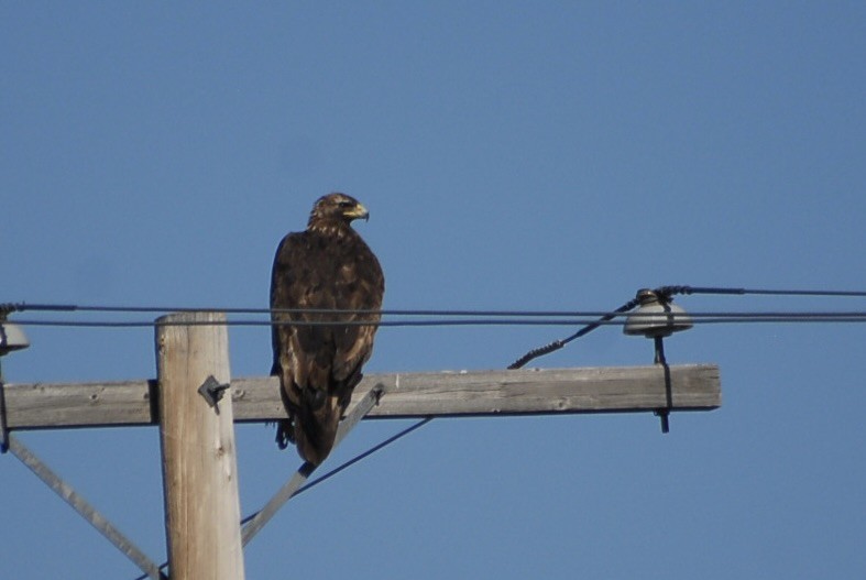 orel skalní - ML639188608