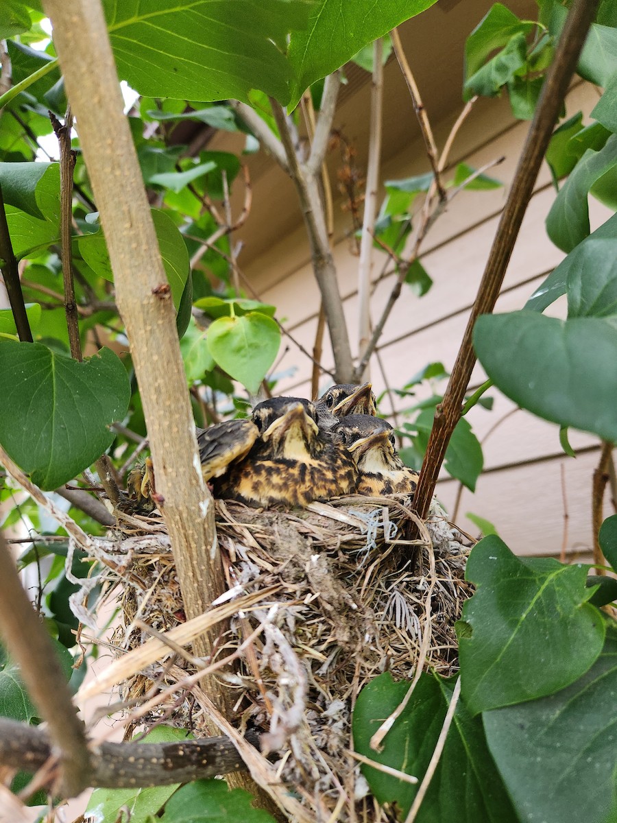 American Robin - ML639188610