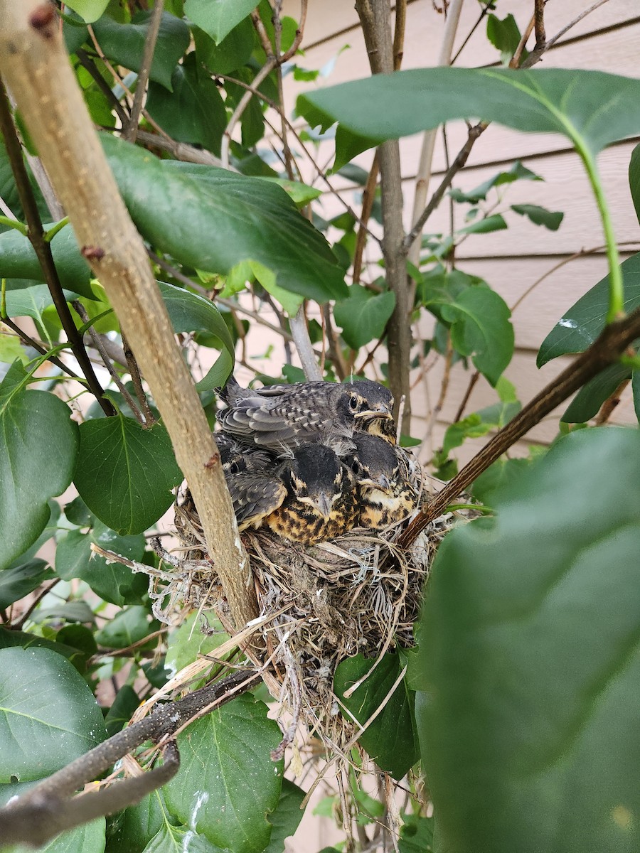 American Robin - ML639188613
