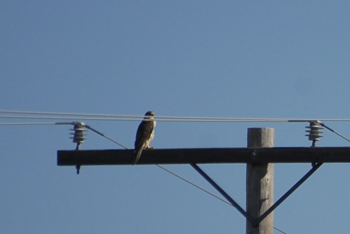 raroh prériový - ML639188619