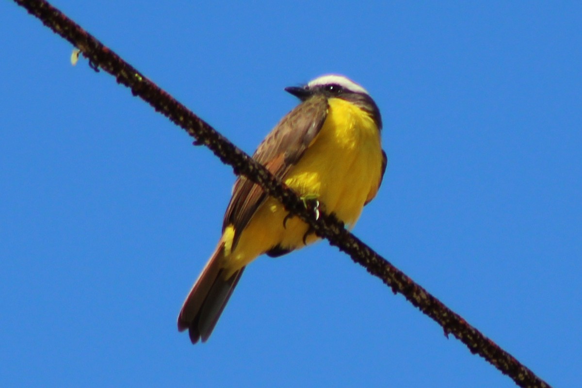 Rusty-margined Flycatcher - ML639188623
