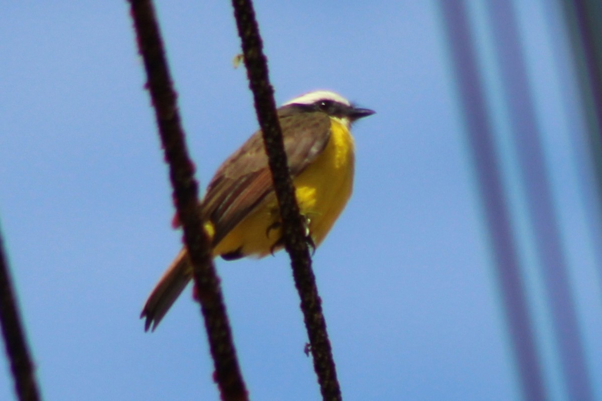 Rusty-margined Flycatcher - ML639188625