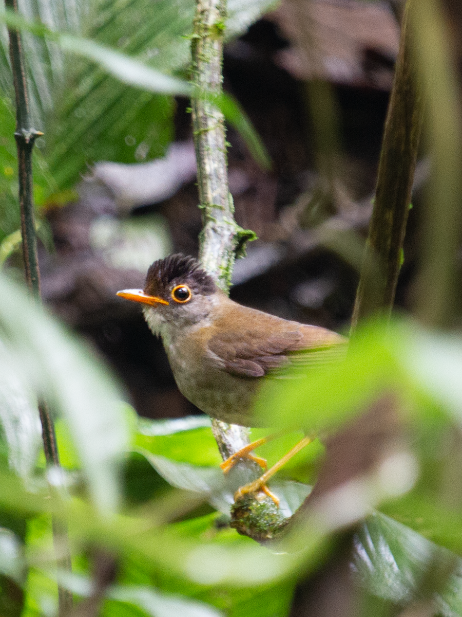 Black-headed Nightingale-Thrush - ML639188746