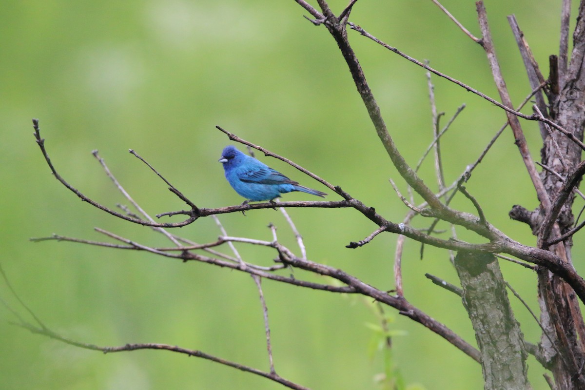 Indigo Bunting - ML639188868