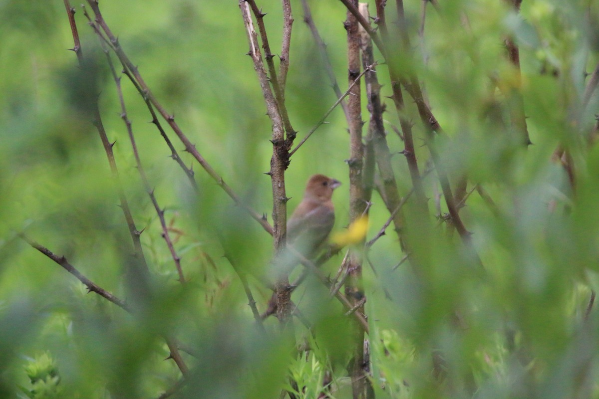 Blue Grosbeak - ML639188879