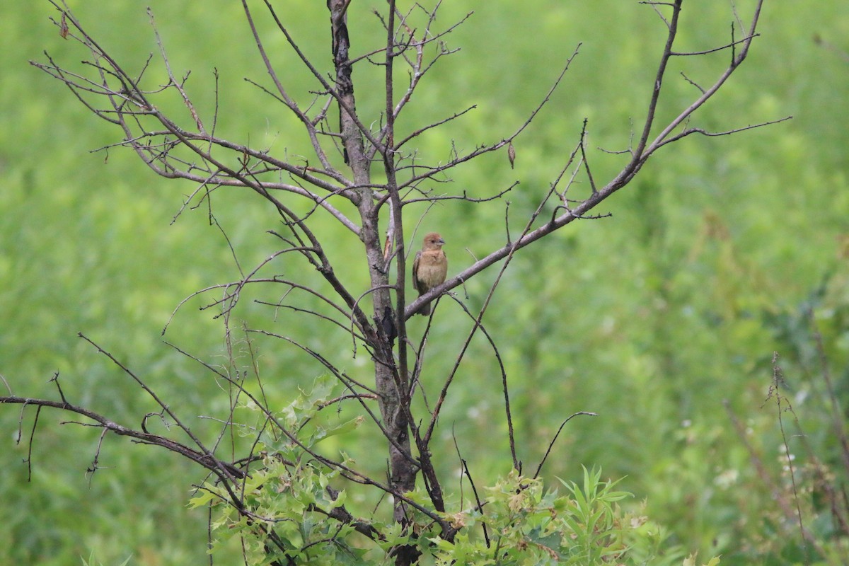Blue Grosbeak - ML639188888