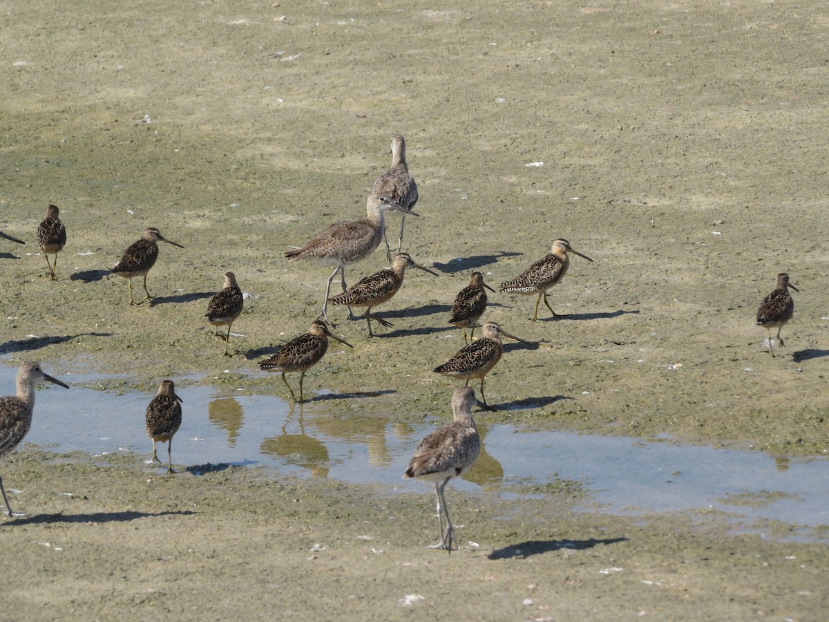 Short-billed Dowitcher - ML639188895