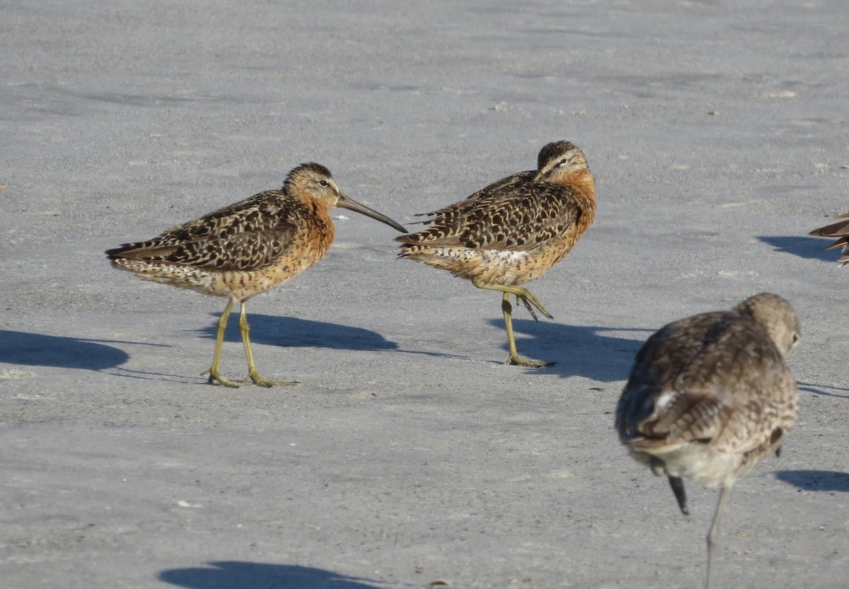 Short-billed Dowitcher - ML639188899