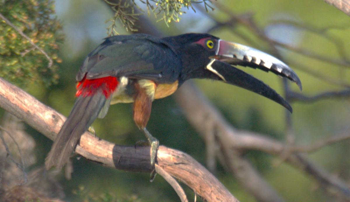 Collared Aracari - ML639188915