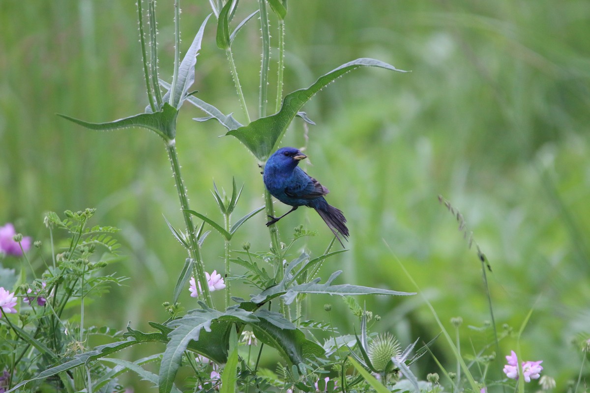 Indigo Bunting - ML639188946