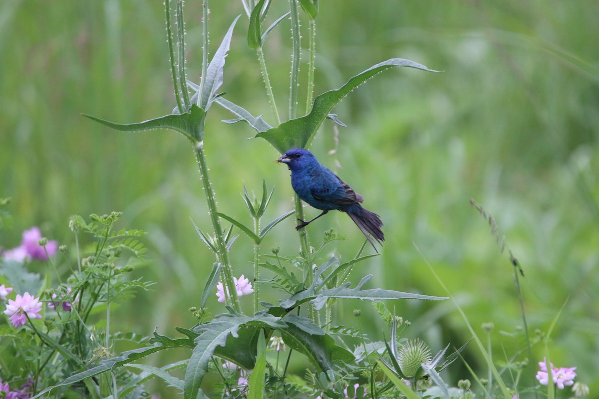 Indigo Bunting - ML639188948