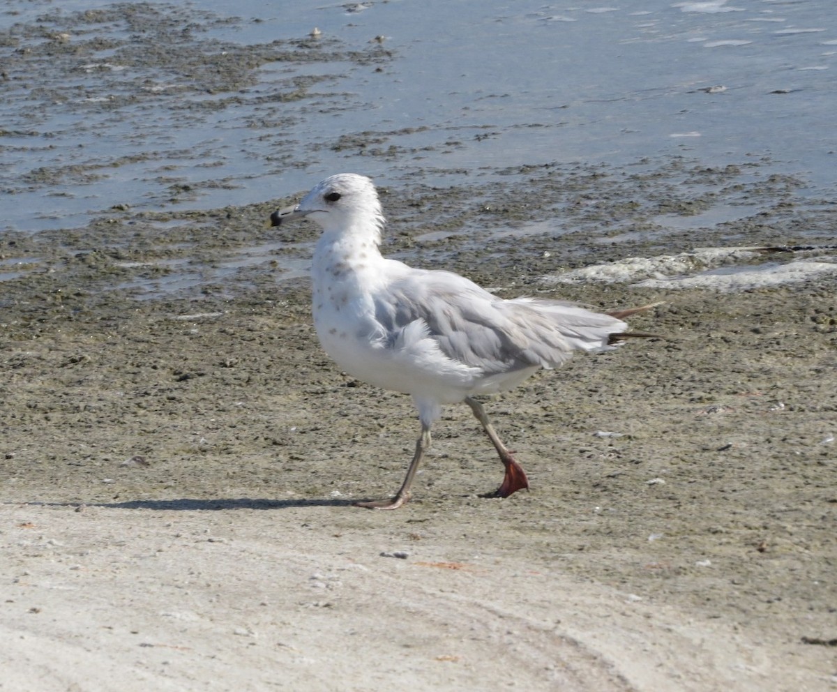 Ring-billed Gull - ML639188951