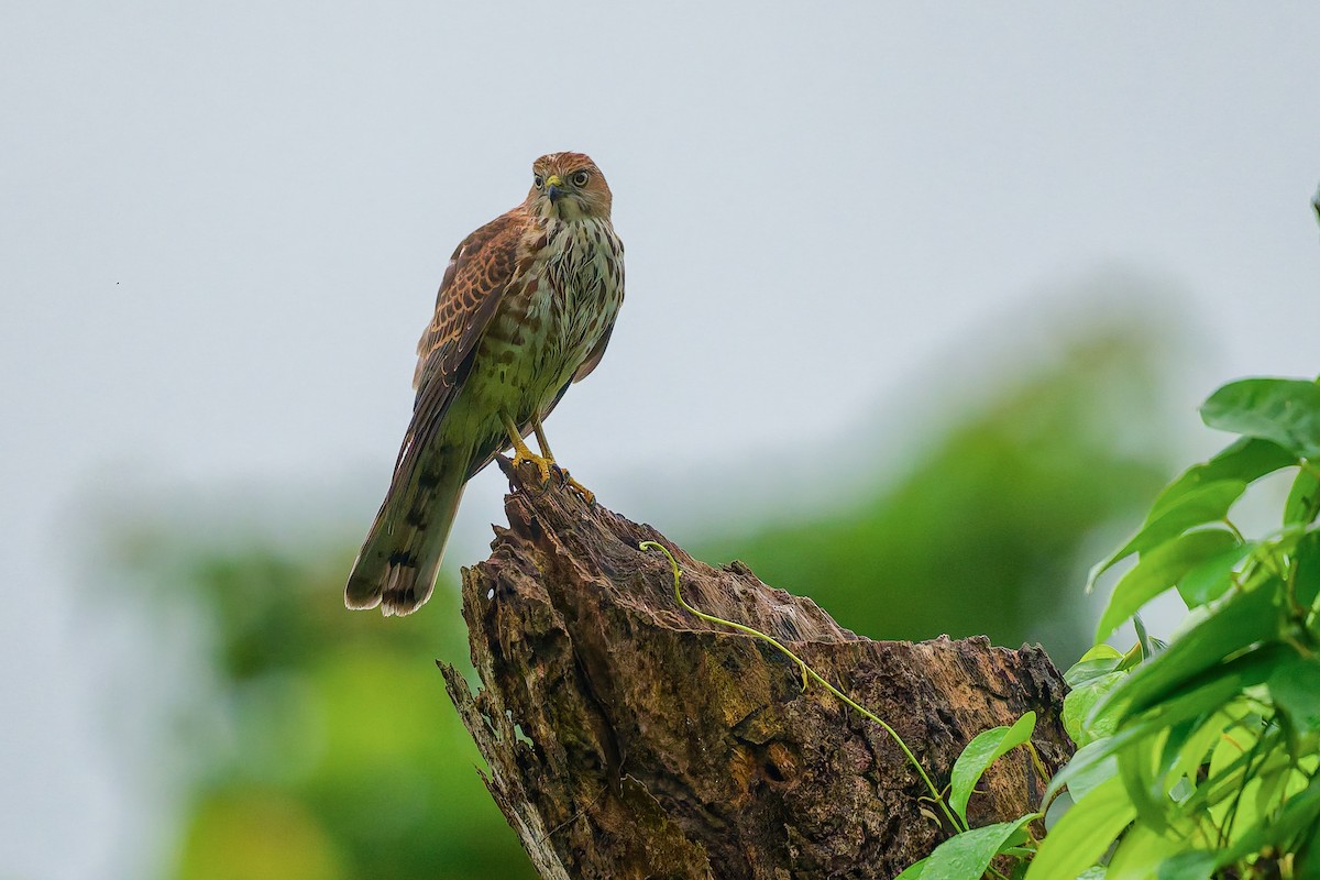 Shikra - ML639188969