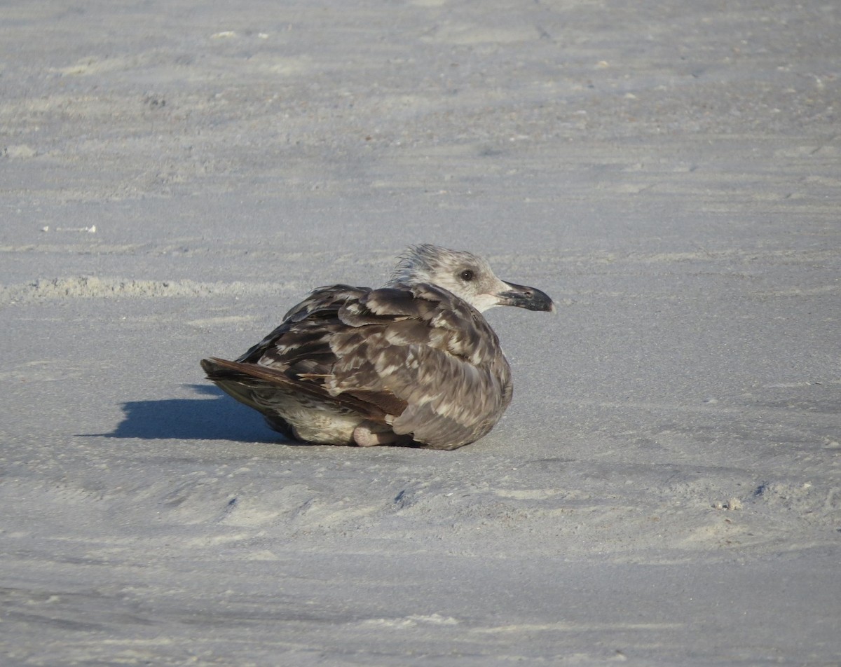 Great Black-backed Gull - ML639188971